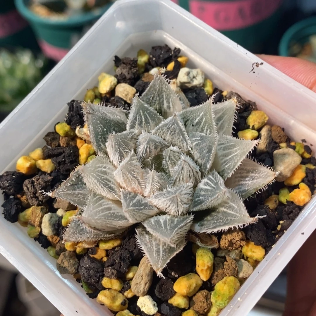 一颗银绘卷锦。