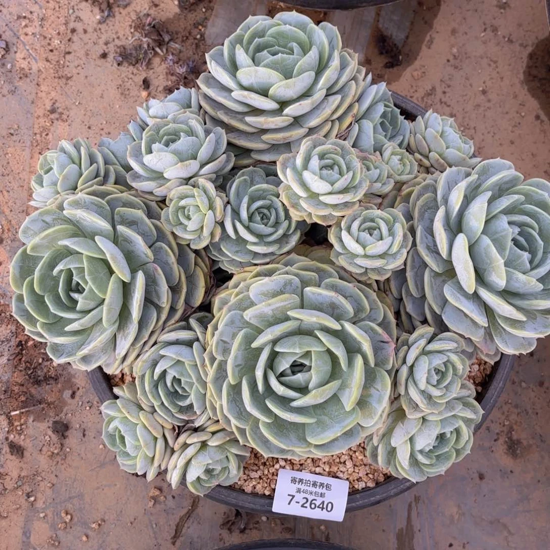 ****97-2640劳林多肉植物