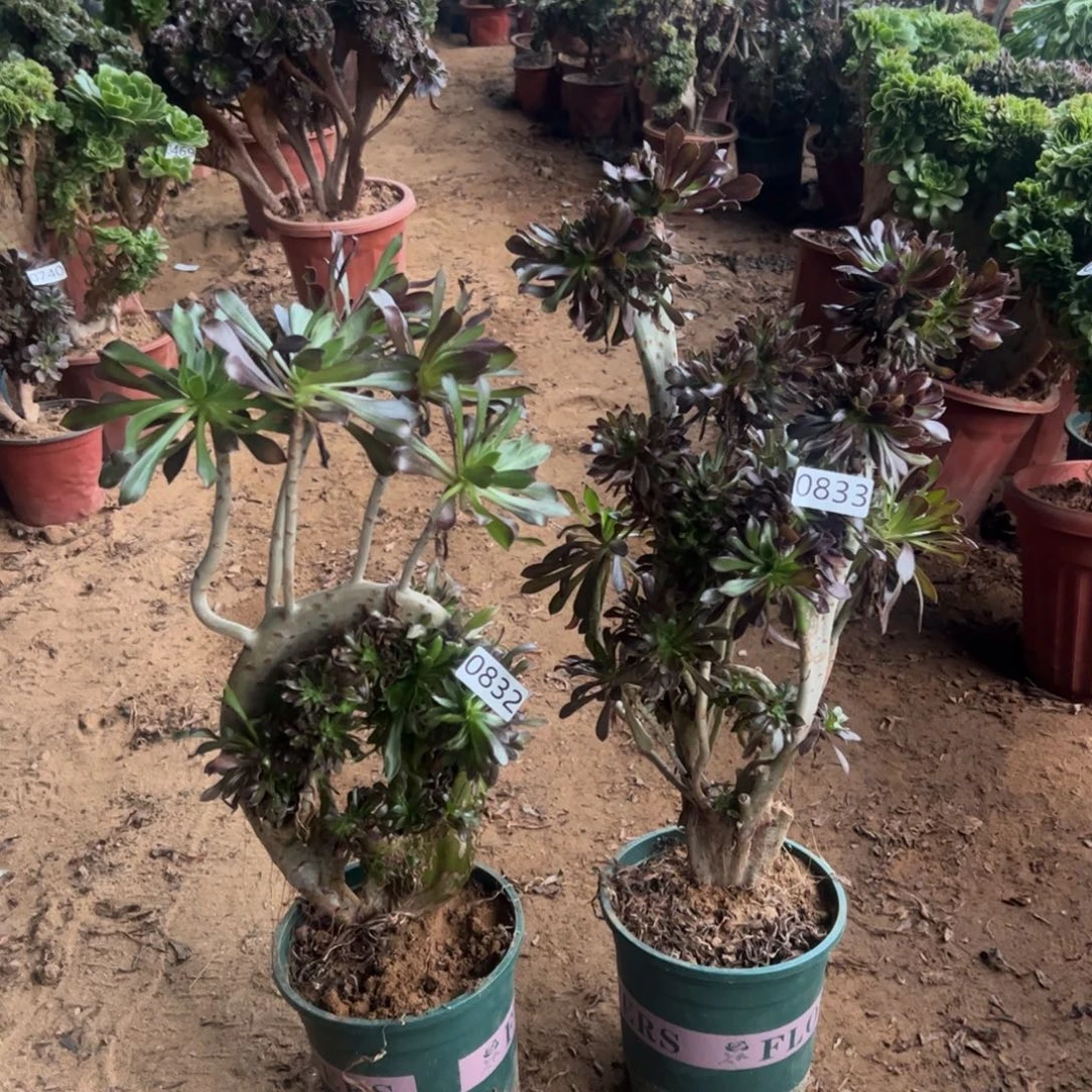 味***道有伤两颗黑缀833.832高度46.40