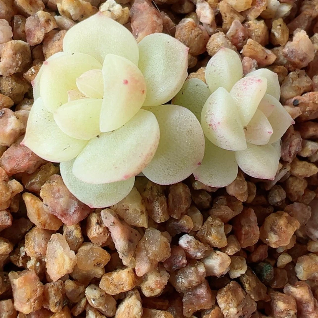 【闪购商品】602号哈哈哈哈哈