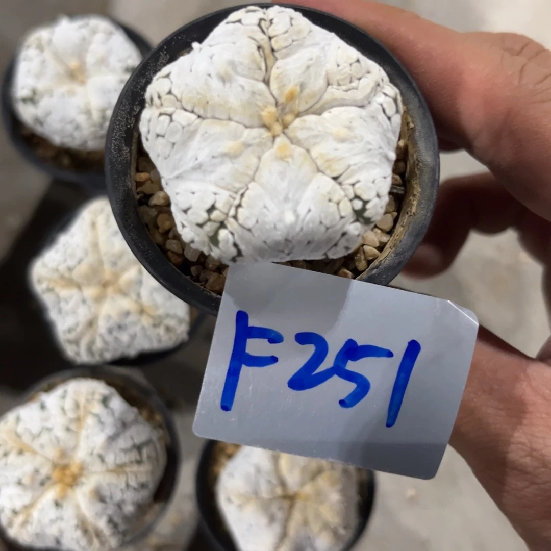 睡****F251 十月二十九仙人球