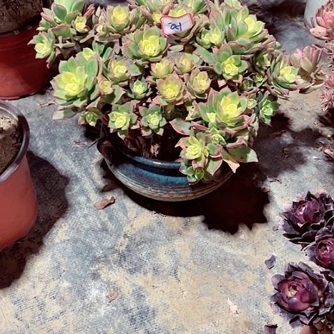 唐艳辉多肉法师281好