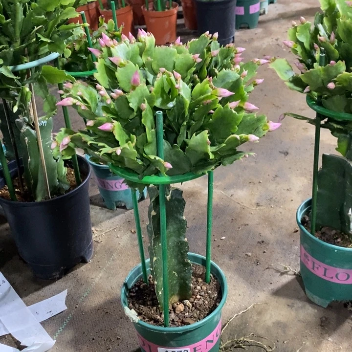 当前无花栽培后可以开花用****2673嫁接073