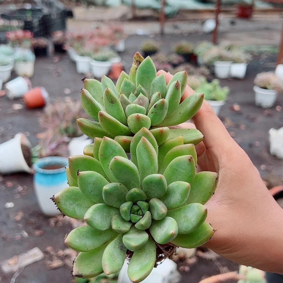 黄金象牙 双头起发