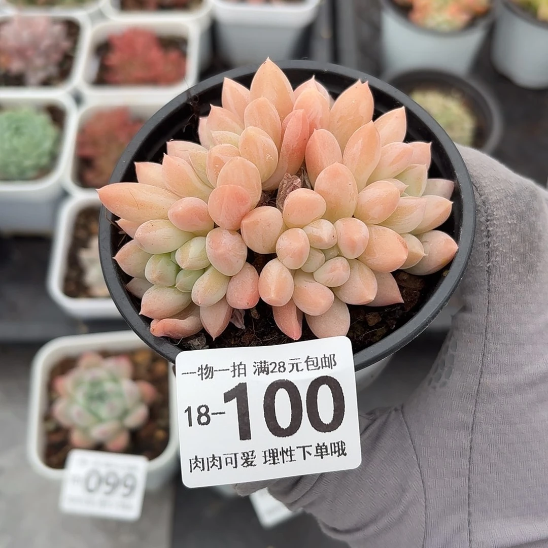 星空美人无盆土发货无