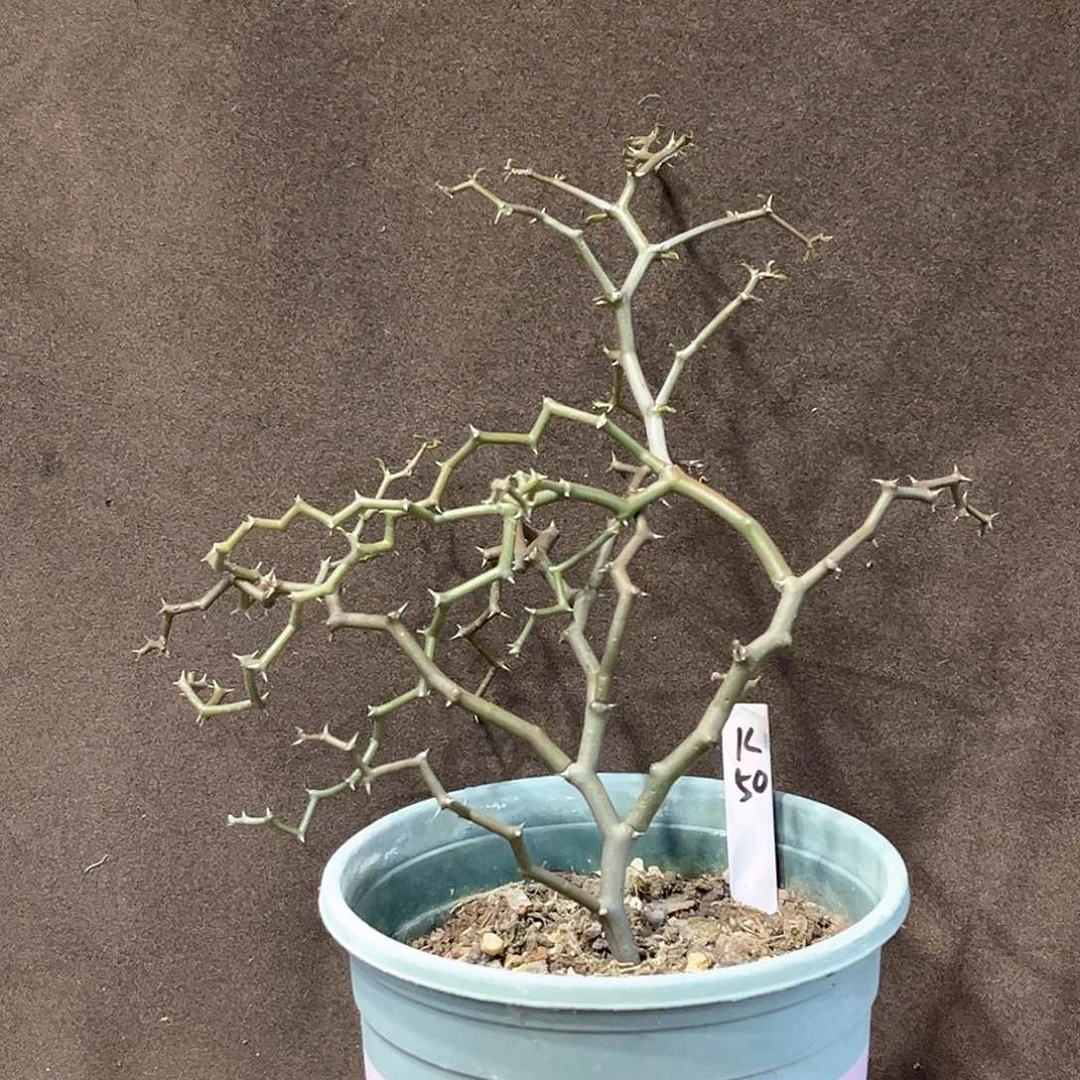 潮流植物 弯曲龙 半折k50