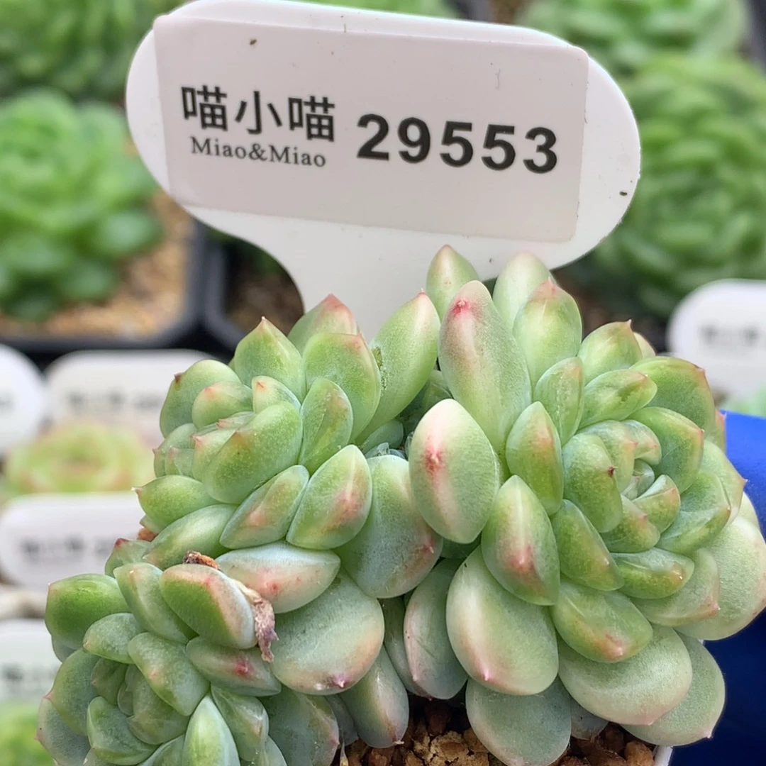 多肉植物杂交珍妮
