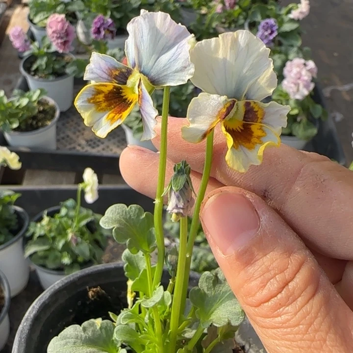 无花朵量拍青金石角堇小苗苗晃
