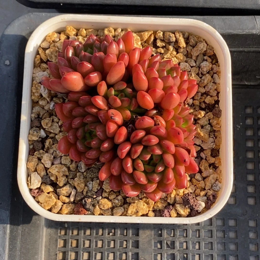 红宝石群生一物一拍