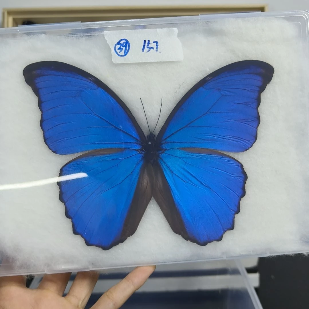 真蝴蝶标本一物一拍39