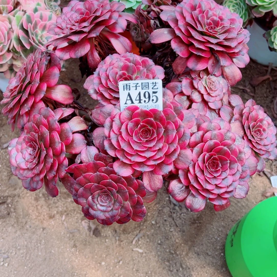 495美姬尺寸30左右