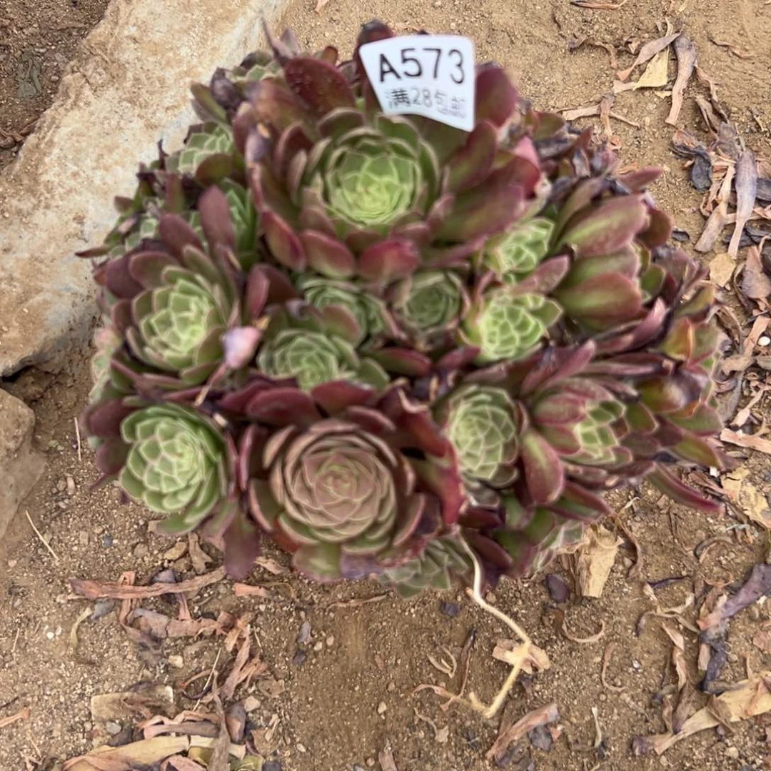 573多肉   莲花座