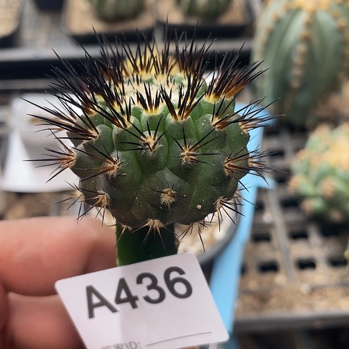 仙人球龙鳞丸436号