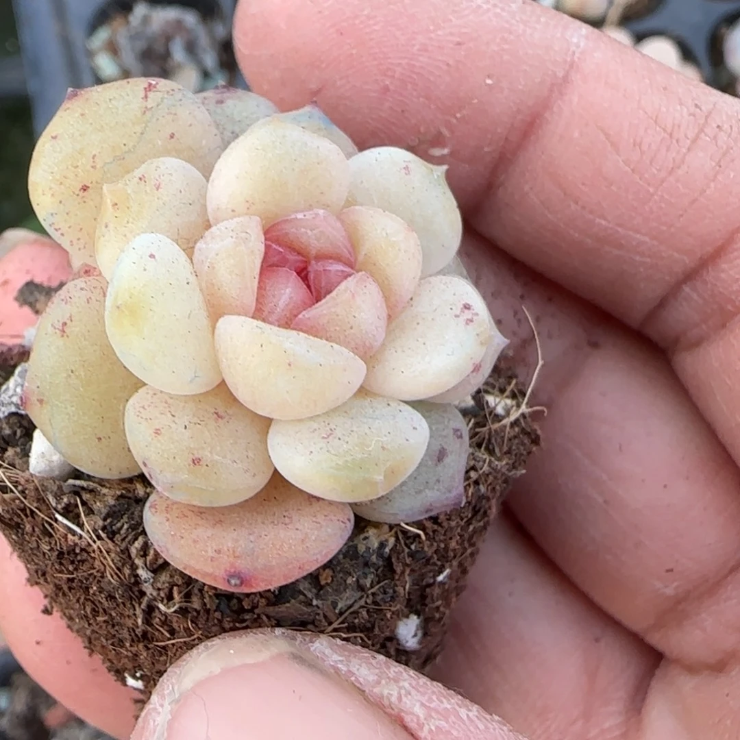 多肉小卡拉米糖心一物一拍