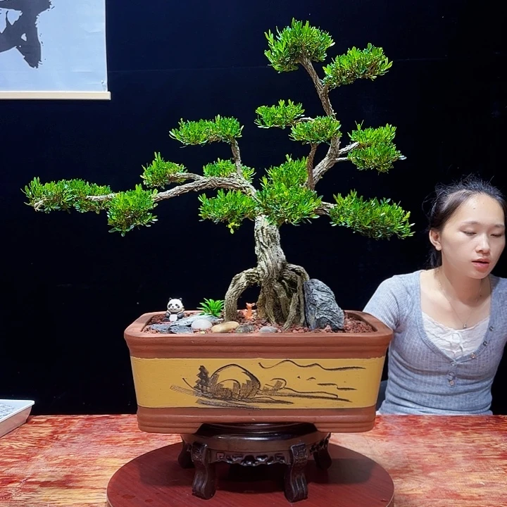 无花朵黄杨盆景 四季常青