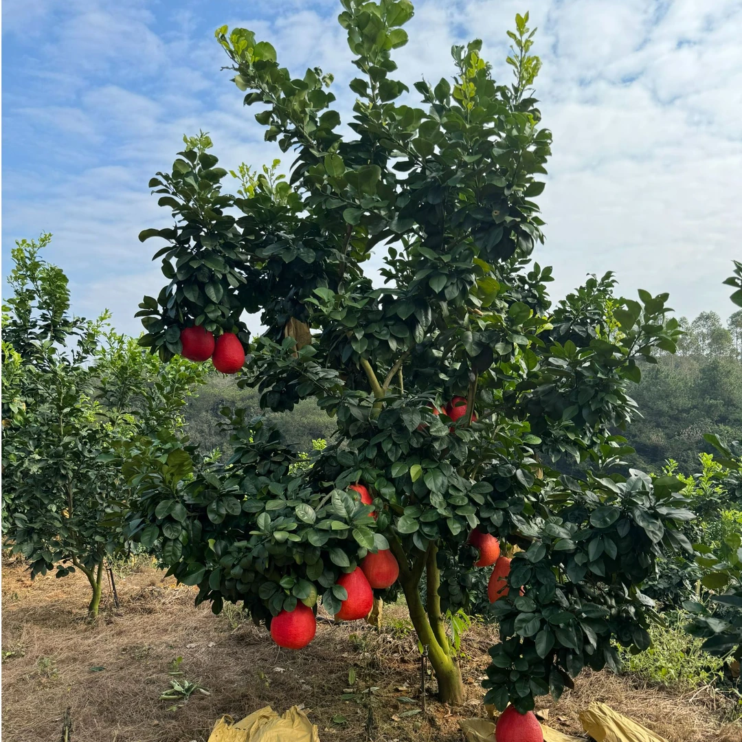 家庭必种泰国暹罗红柚皮红肉红纯甜多汁南北方种植一物一拍