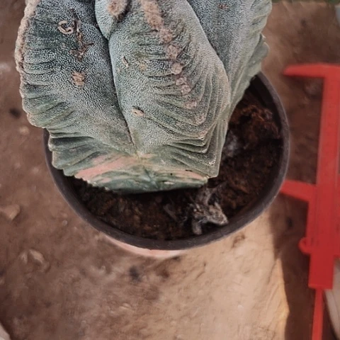 941木心根鸾凤玉仙人球