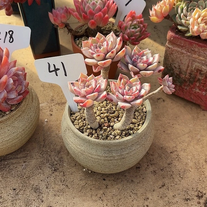 多肉植物，红粉佳人41号