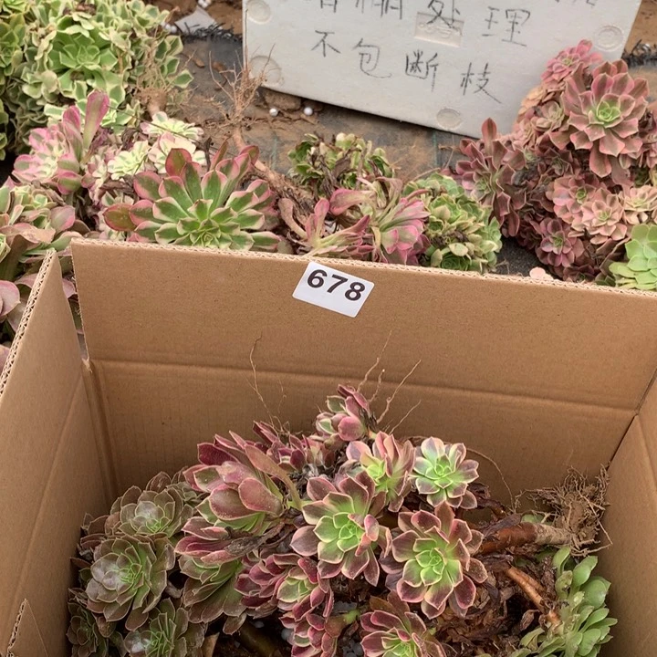 678三颗法师多肉