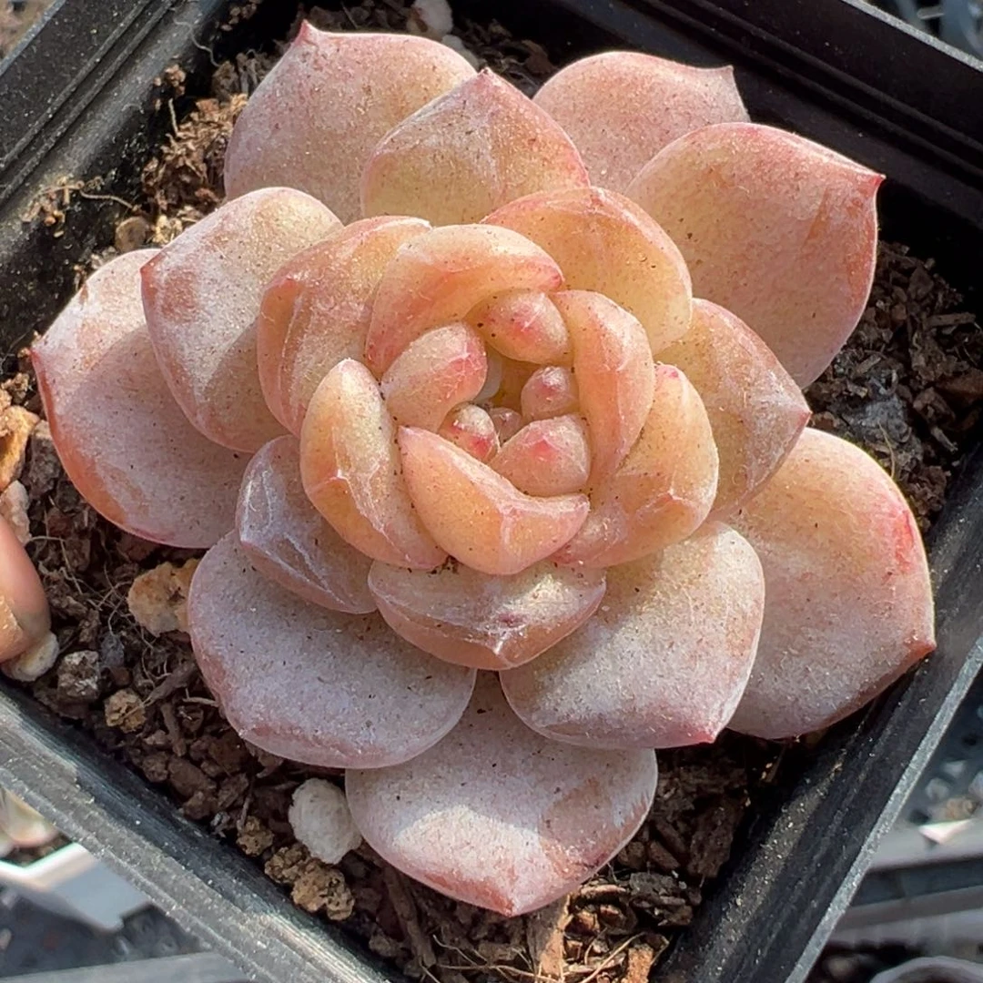 小卡拉米糖心一物一拍