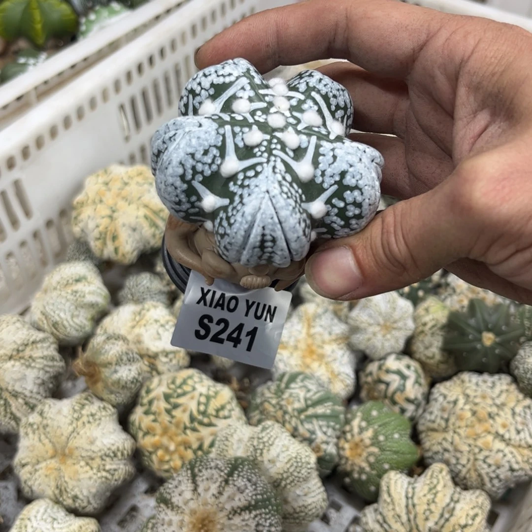 颜***241 十一月二十号仙人球