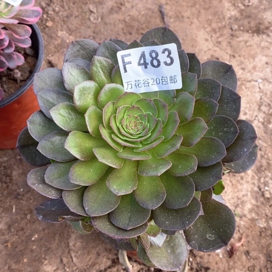 483万圣节20包邮多肉