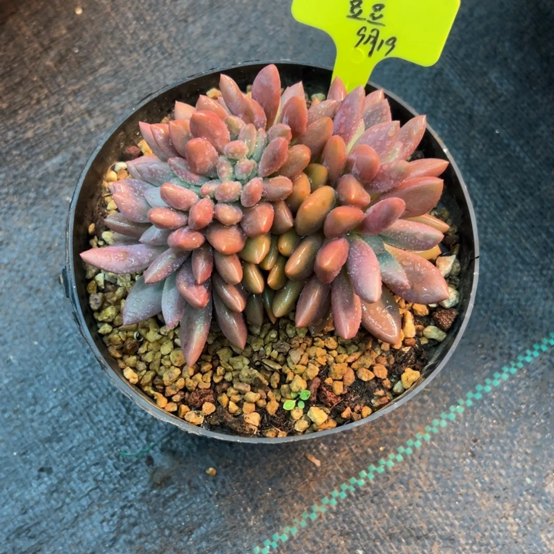 豆豆桃花源缀，一物一拍