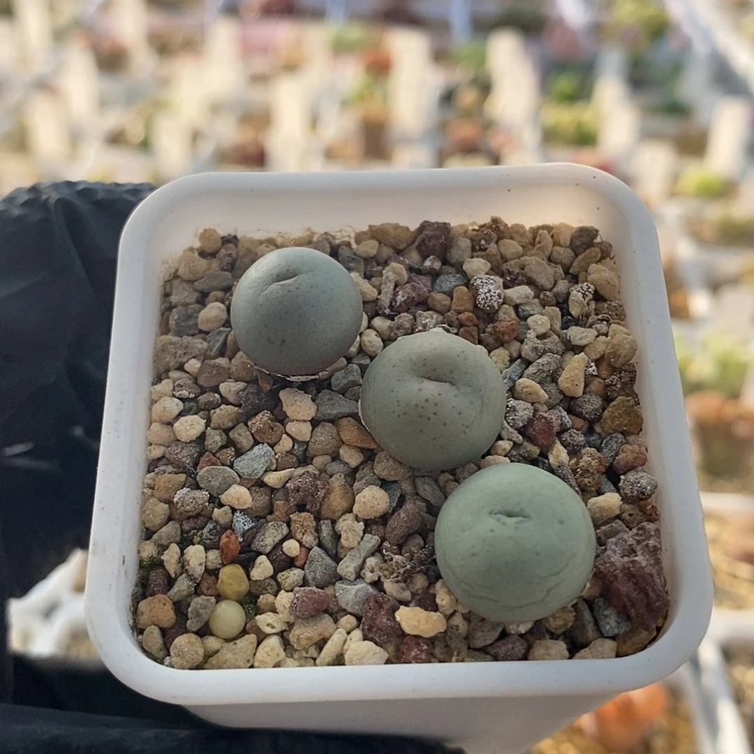 一物一拍三颗大G苗子