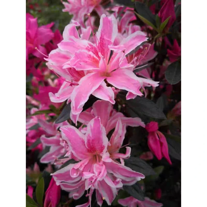 [进口蜘蛛杜鹃] 1加仑大盆 带花苞冬季开花卉盆栽耐寒庭院阳台