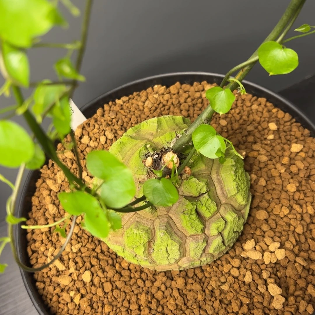 精品盆栽养定的龟甲龙823号