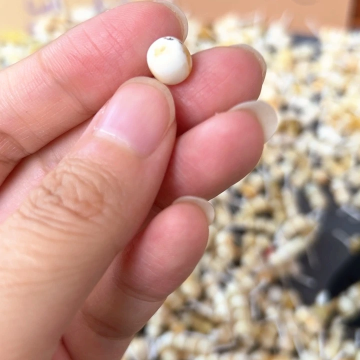 裸石蜜蜡未镶嵌7.5mm一个