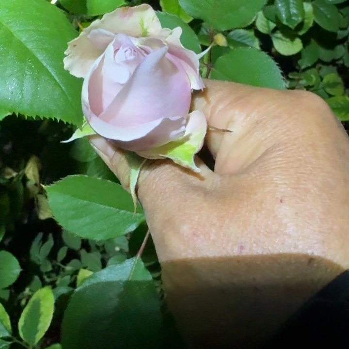 无花朵铂金裸根苗