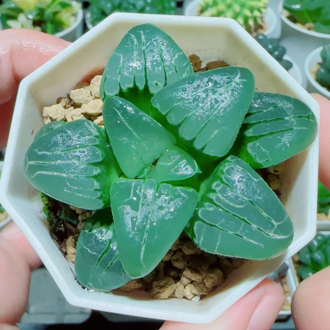 粉红甜心多肉植物
