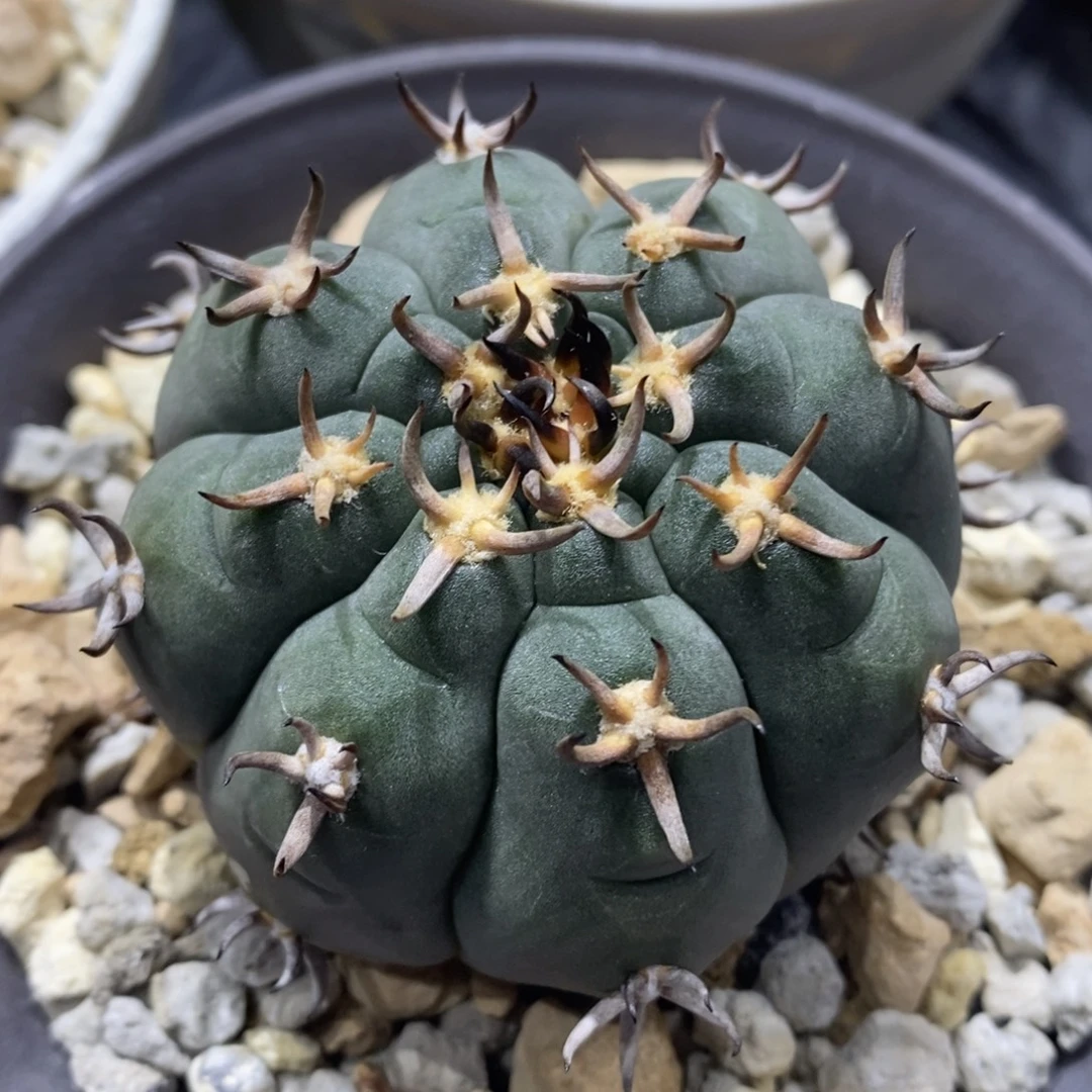 实生猫爪天平 6cm