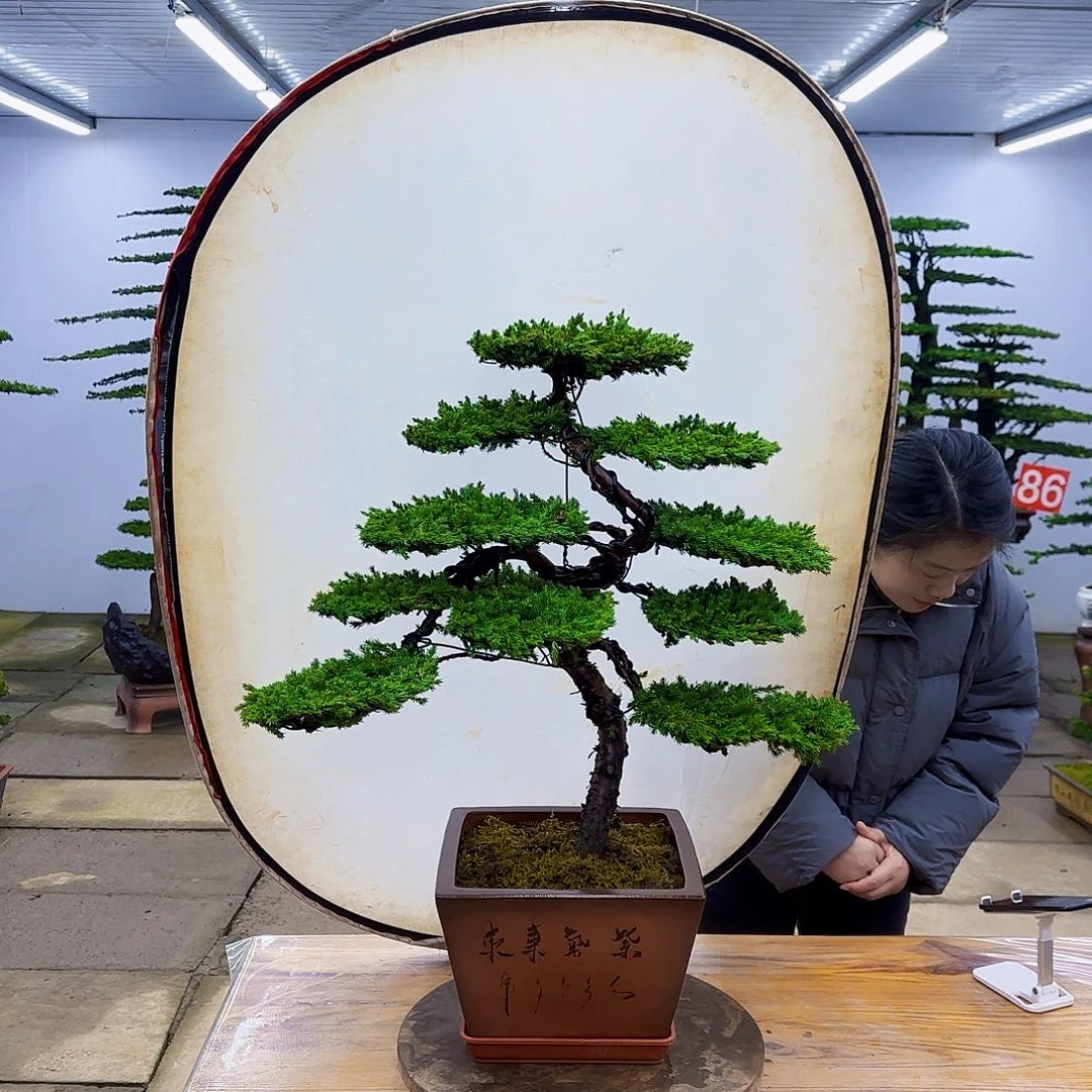 无花朵盆景直播间一物一拍