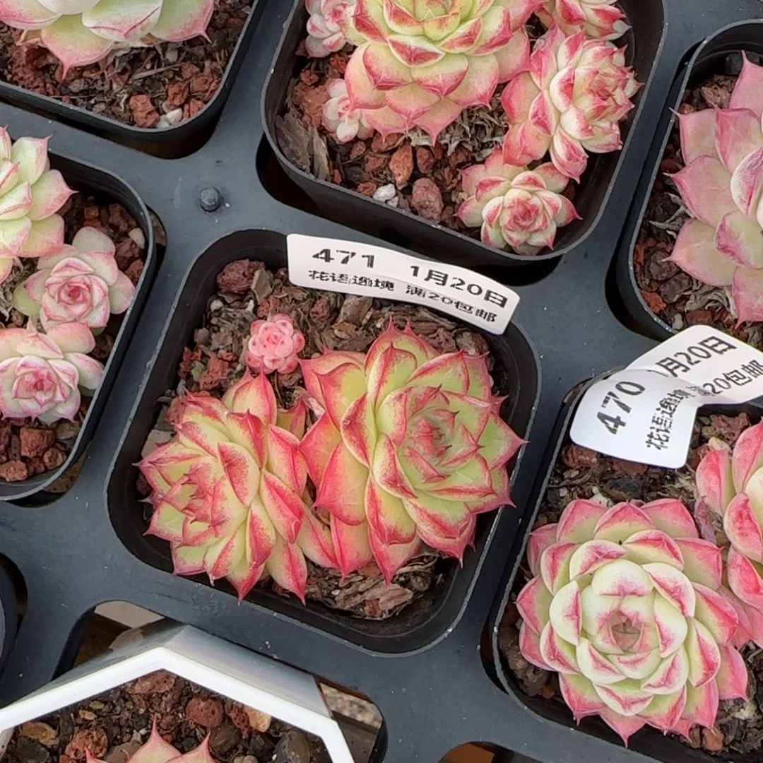 花语逸境0120-471