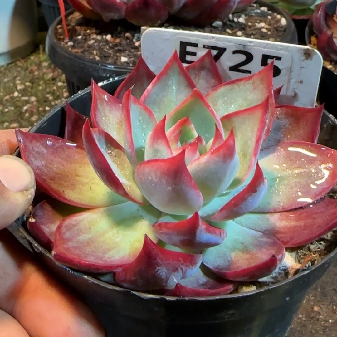 惊鸿一物一拍包装收缩花旱725