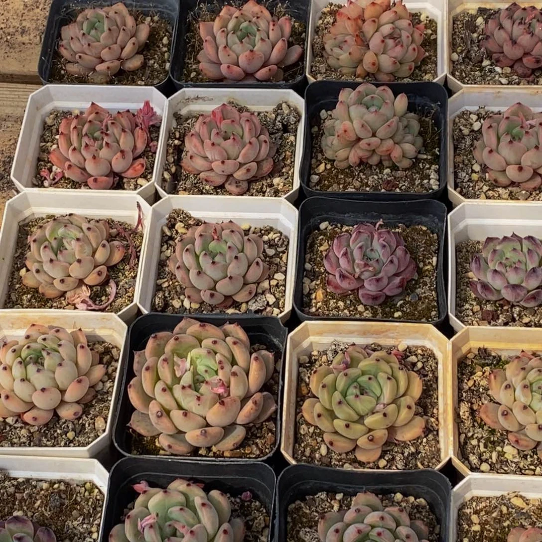801多肉植物保护研究所所长