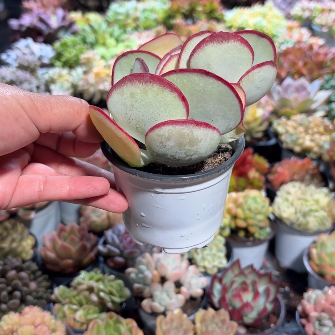 白眉多肉整群 9㎝盆