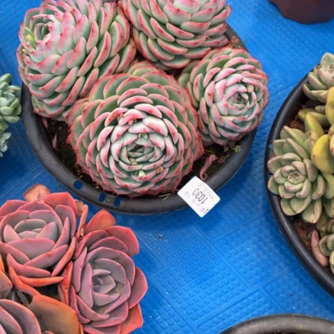 z**v1030侧影多肉