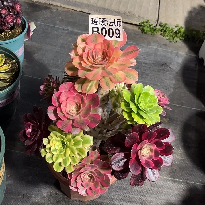 ?***?009嫁接嫁接漂亮漂亮漂亮漂亮