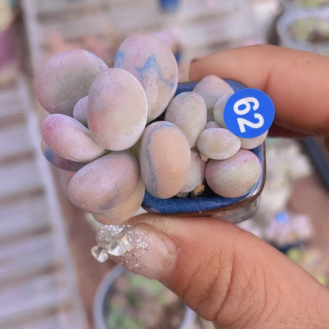 带盆发货 2.5口盆 奶酪