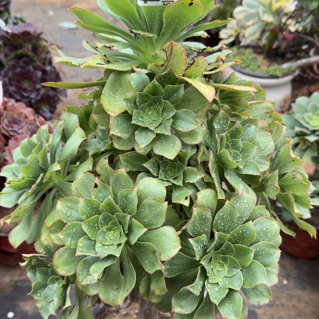 绿玫瑰344满20包邮断枝不包