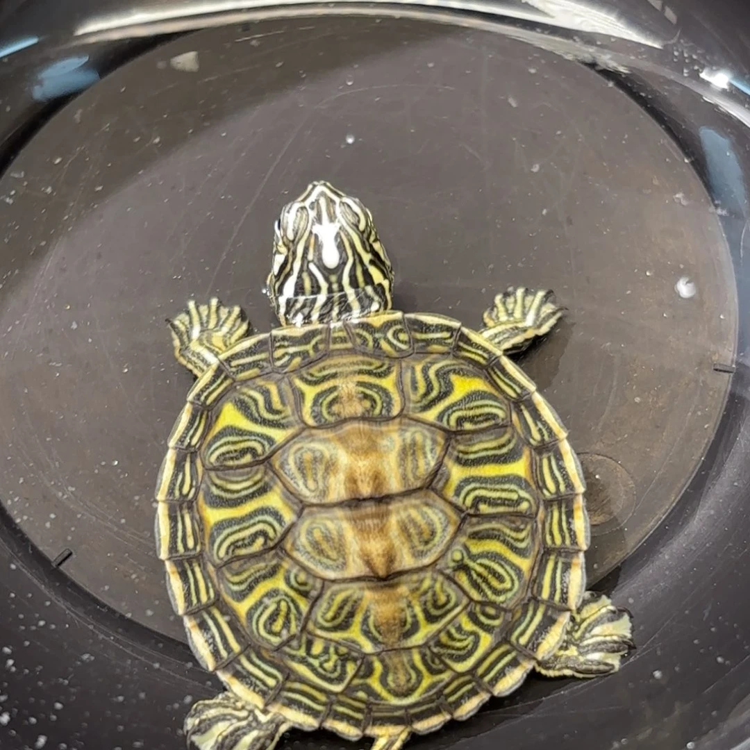 不分公母泥龟全品火焰