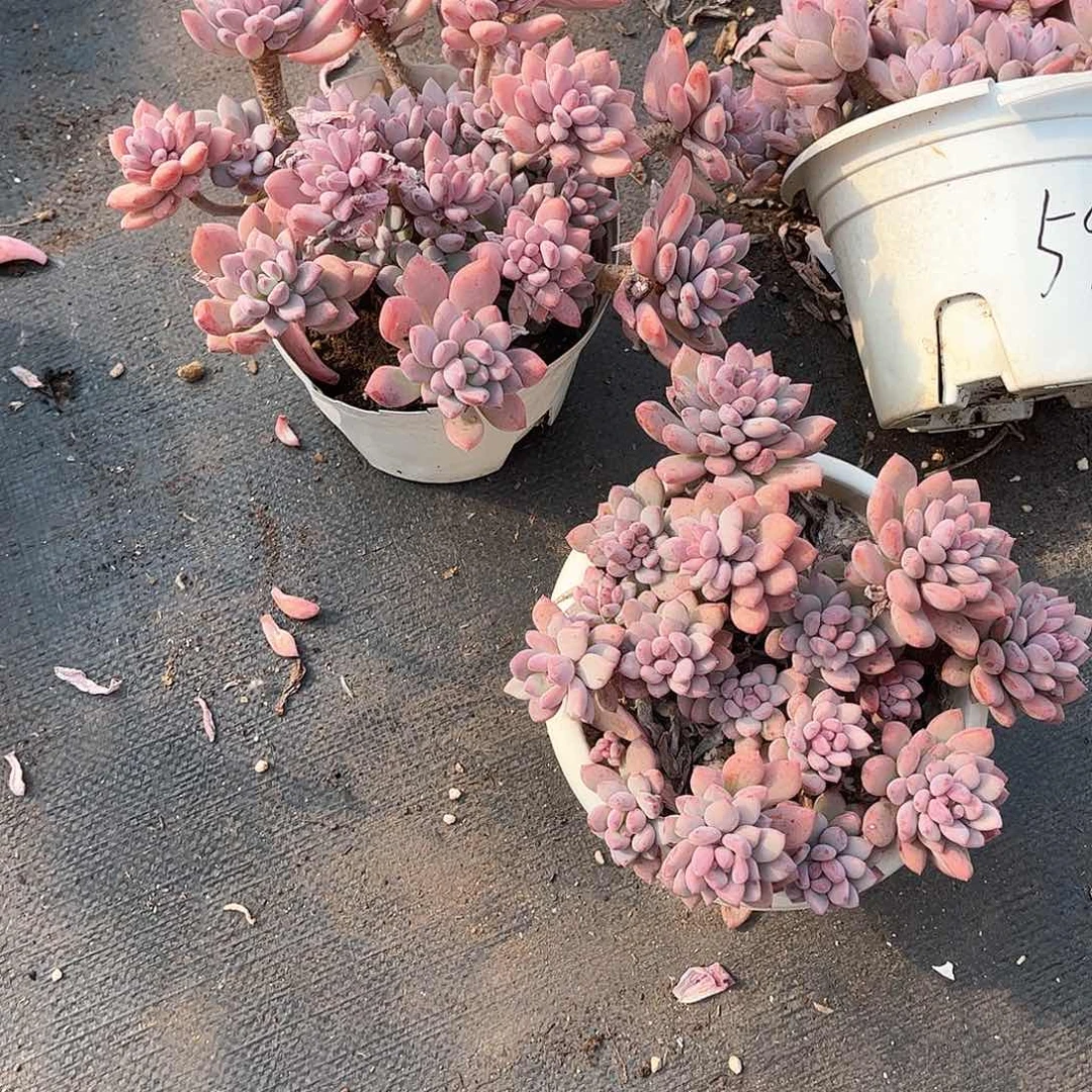 ～***～胭脂美人多肉植物61