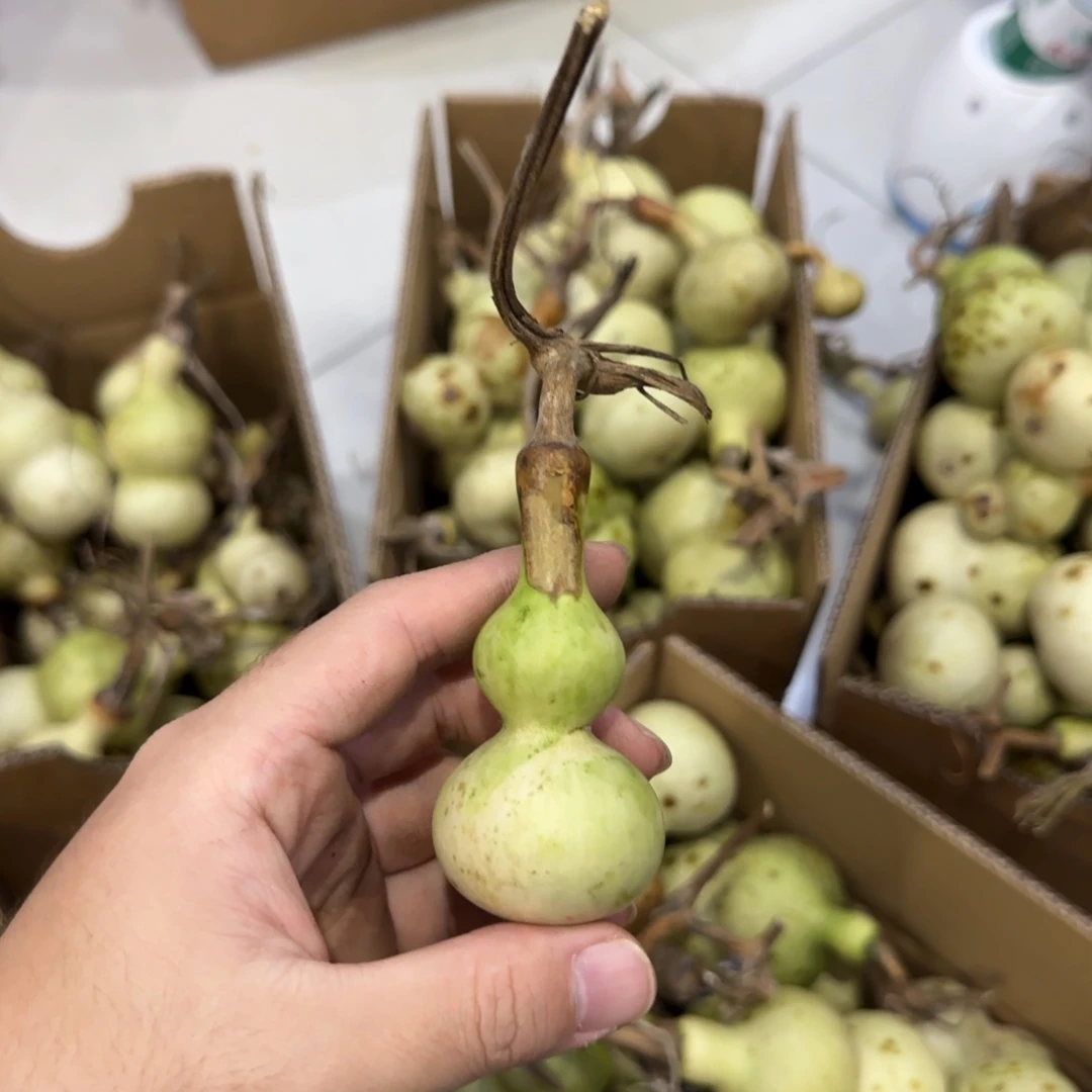 ༺***༻青皮不包成 不退不换