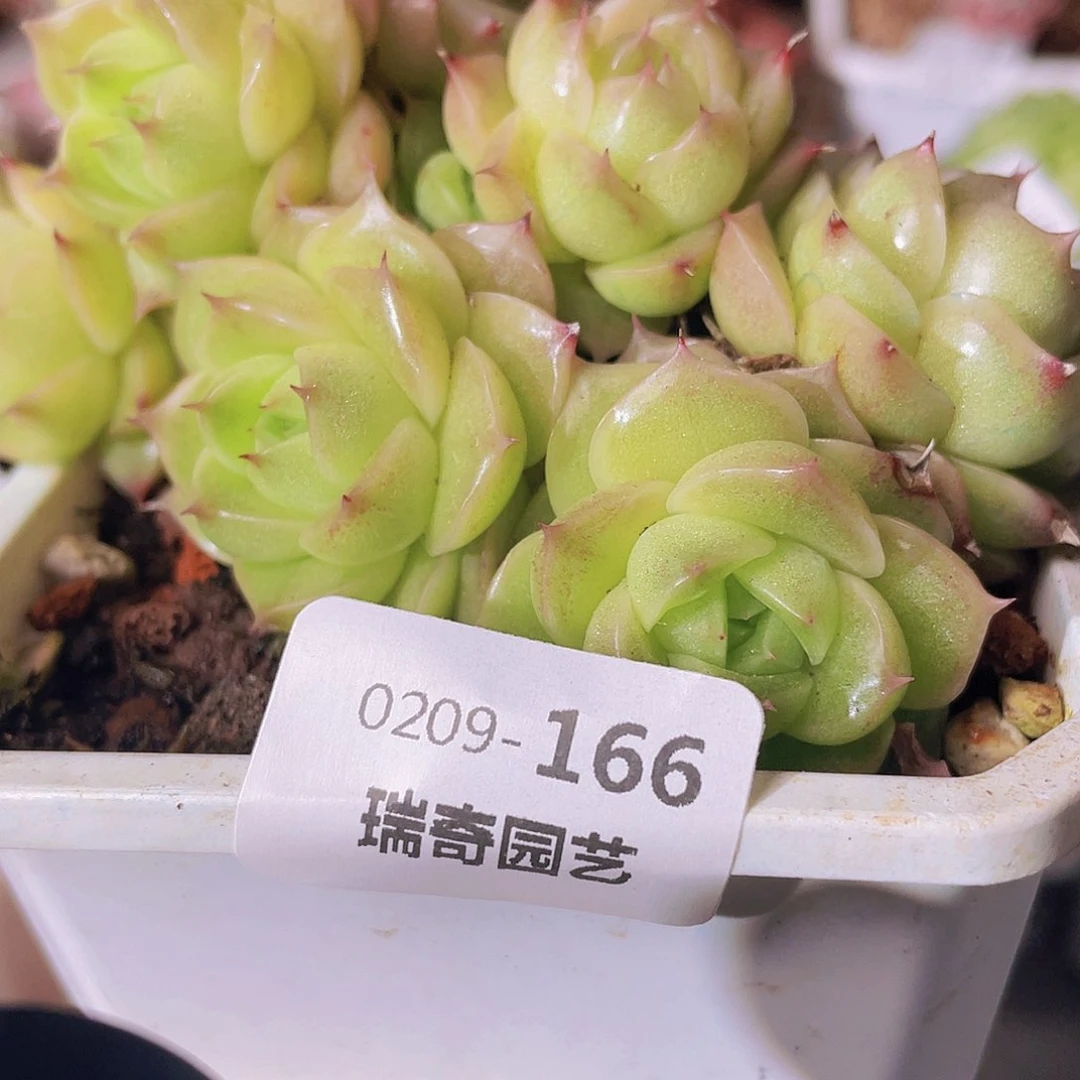 000000000000000000000166一物一拍