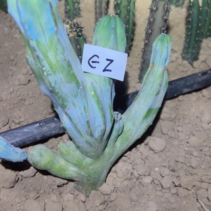 往**零E2龙神木坠化30