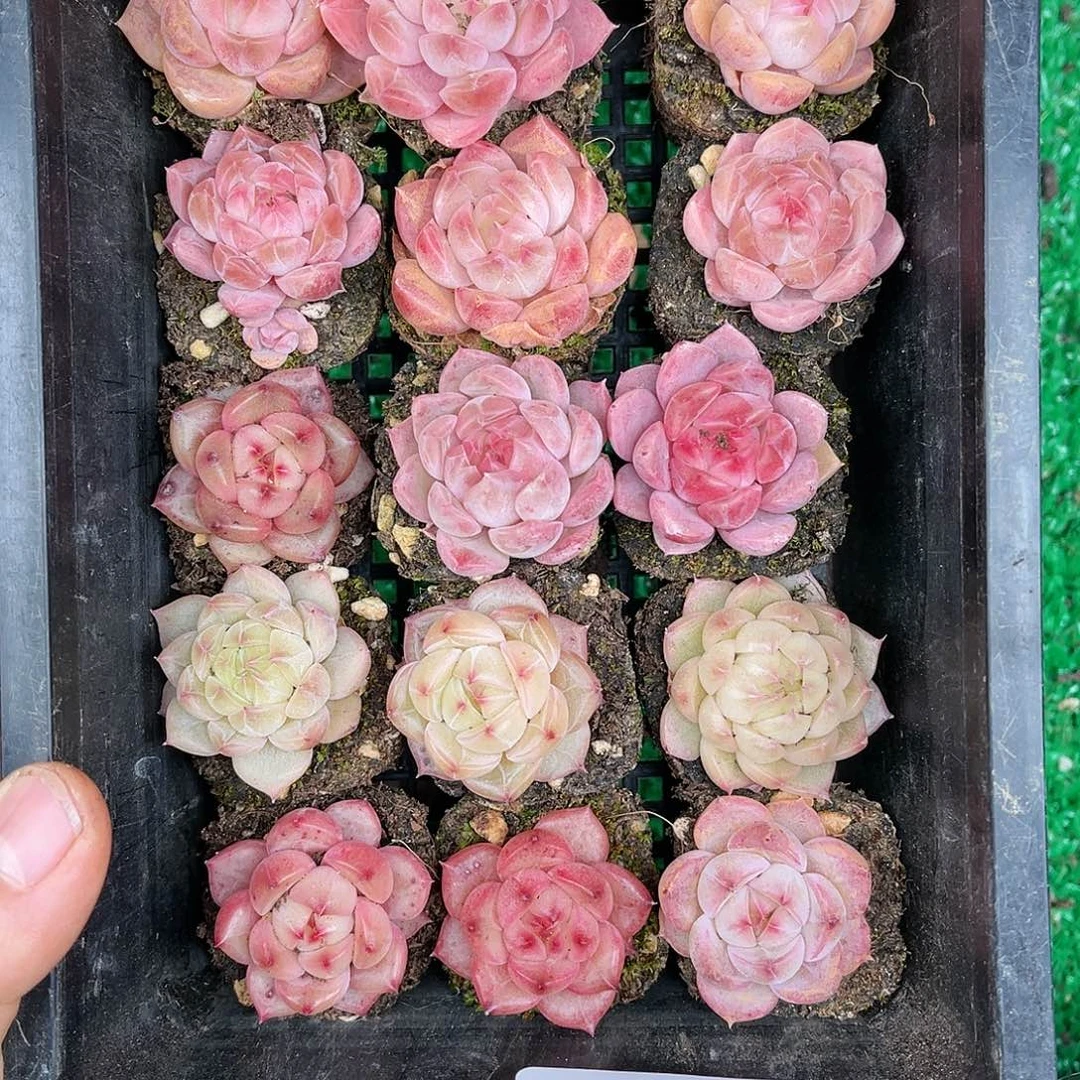 多肉一物一拍24-210