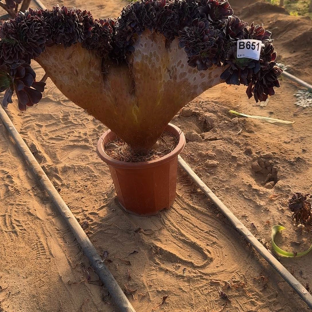 651欧紫一颗呀呀51官府